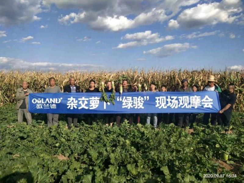 欧兰德绿骏萝卜种子高品质杂交绿皮绿肉秋季基地水果萝卜种子