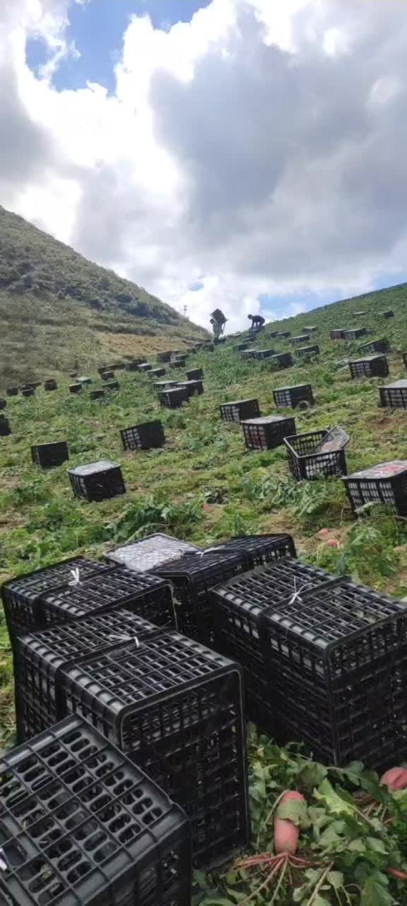 湖北宜昌高山红皮萝卜一手货源基地直供诚信合作欢迎致电