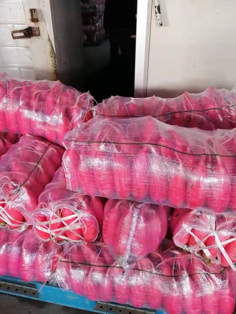 湖北宜昌高山红皮萝卜一手货源基地直供诚信合作欢迎致电