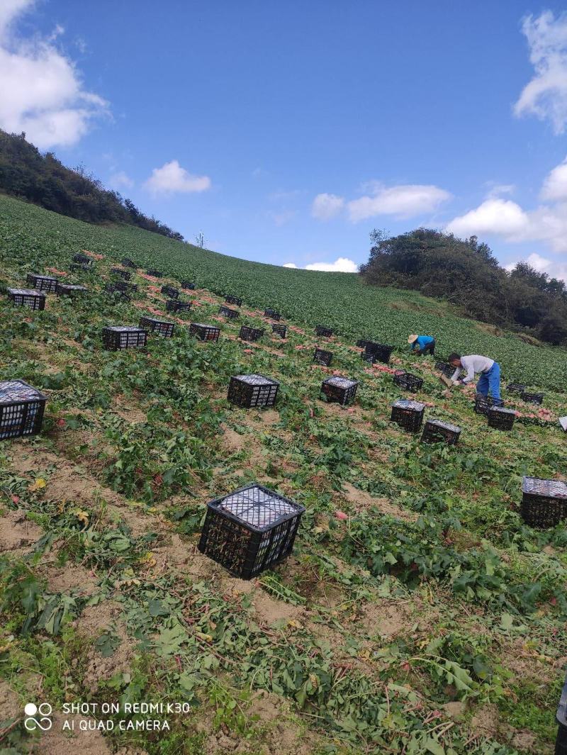 湖北宜昌高山红皮萝卜一手货源基地直供诚信合作欢迎致电