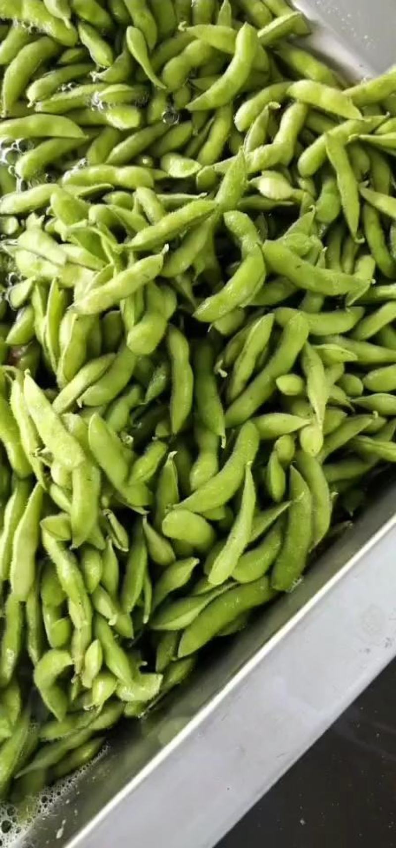 山东郯城，精品毛豆，毛豆色选，水，包装，冷库，一站式服务