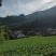湖北宜昌高山红皮萝卜一手货源基地直供诚信合作欢迎致电