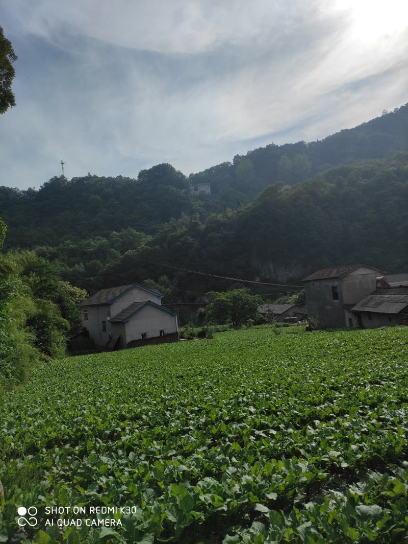 湖北宜昌高山红皮萝卜一手货源基地直供诚信合作欢迎致电