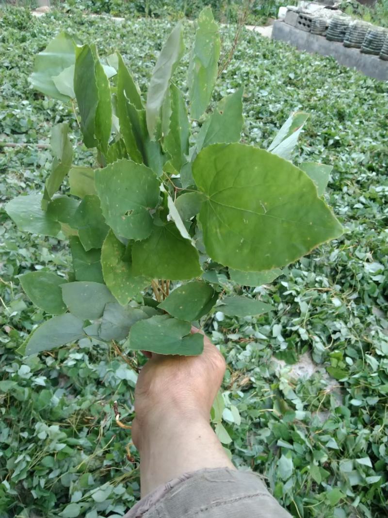 淫羊藿种苗