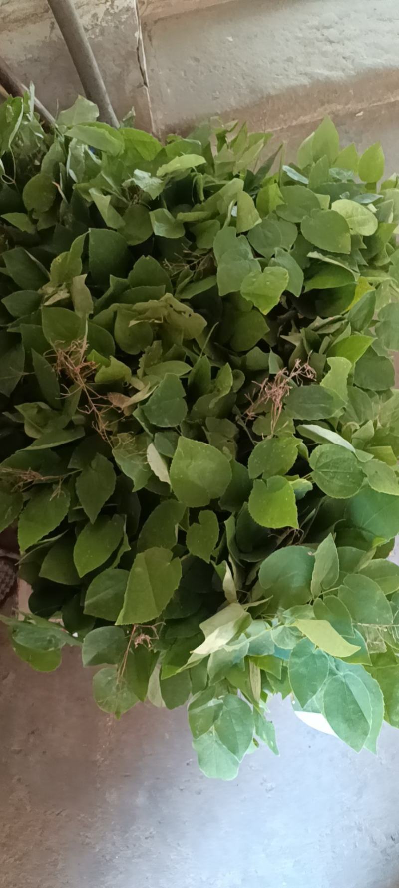淫羊藿种苗