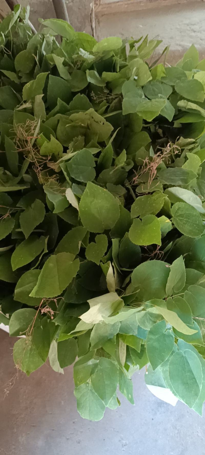 淫羊藿种苗