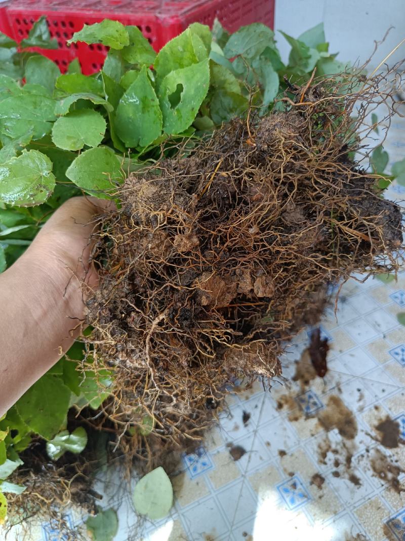 淫羊藿种苗