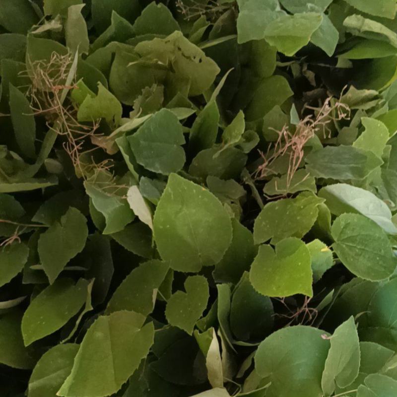 淫羊藿种苗
