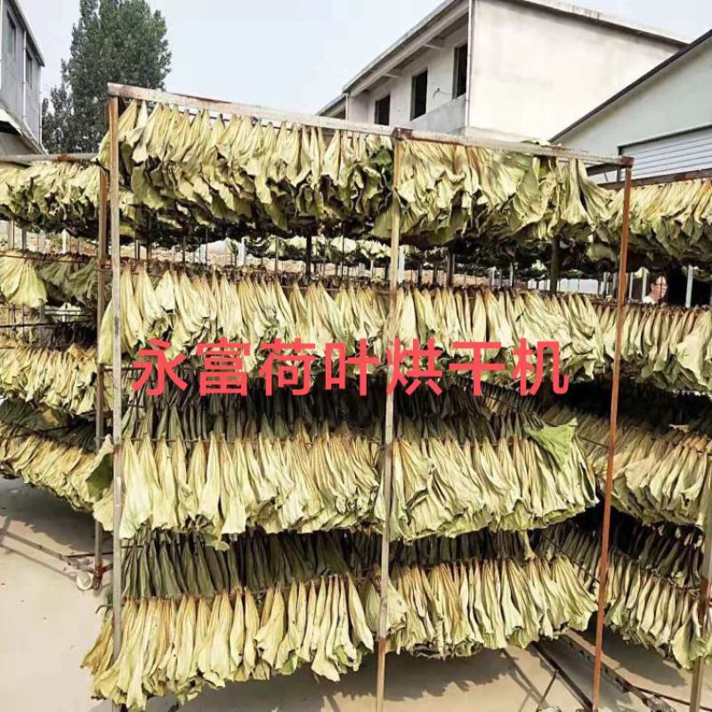 荷叶烘干机，荷叶烘干房，荷叶烘干设备
