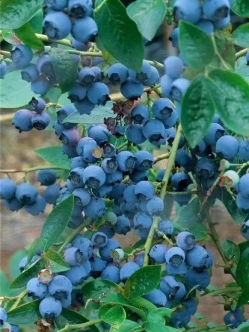 莱克西薄雾公爵云雀蓝莓大量上市质量好欢迎前来选购