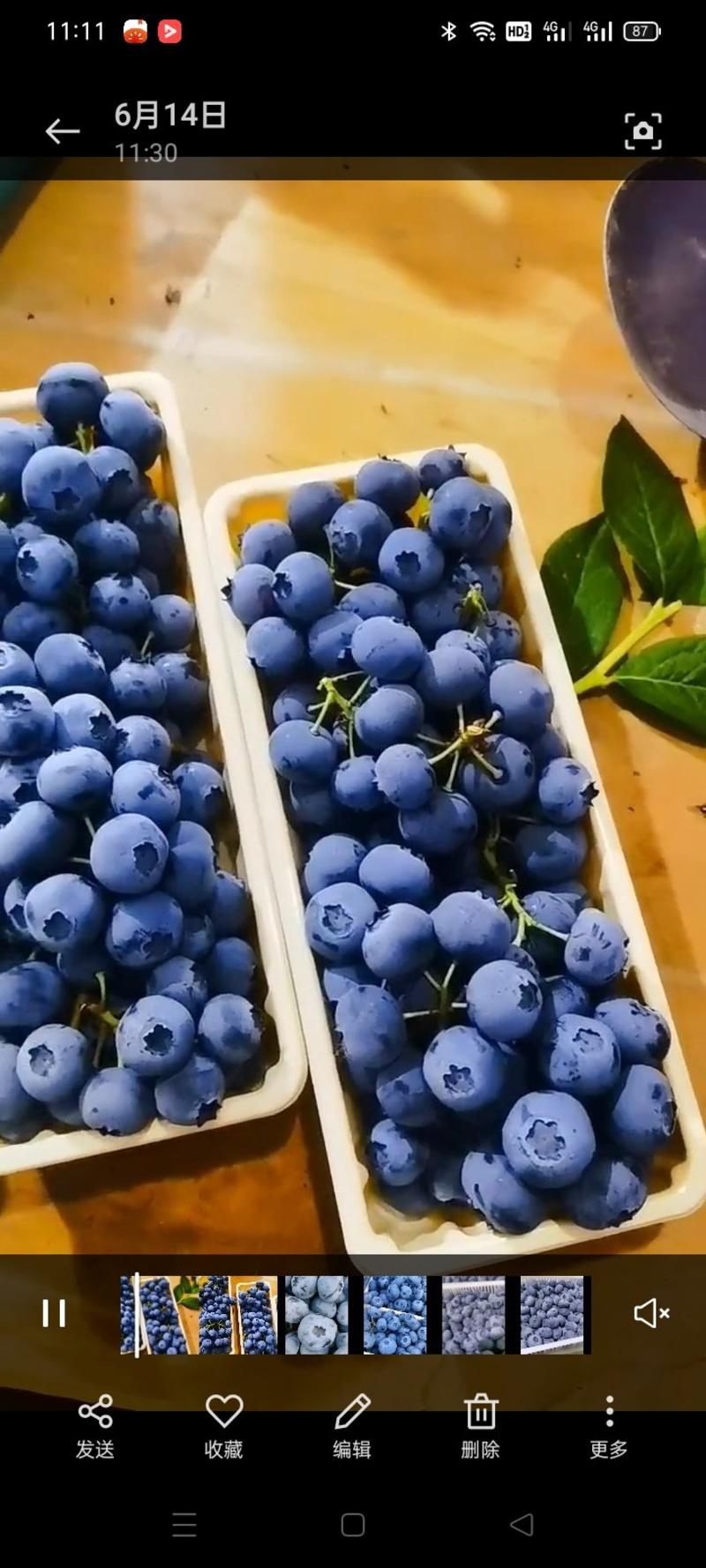 莱克西薄雾公爵云雀蓝莓大量上市质量好欢迎前来选购