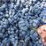 莱克西薄雾公爵云雀蓝莓大量上市质量好欢迎前来选购