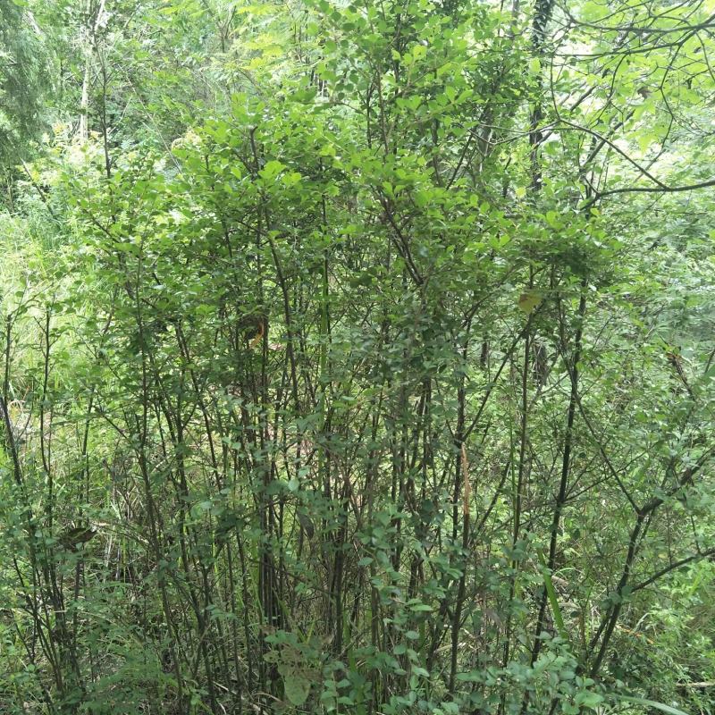 铁籽苗，四季常绿，可作盆景，绿篱！！！！！！！！！！！