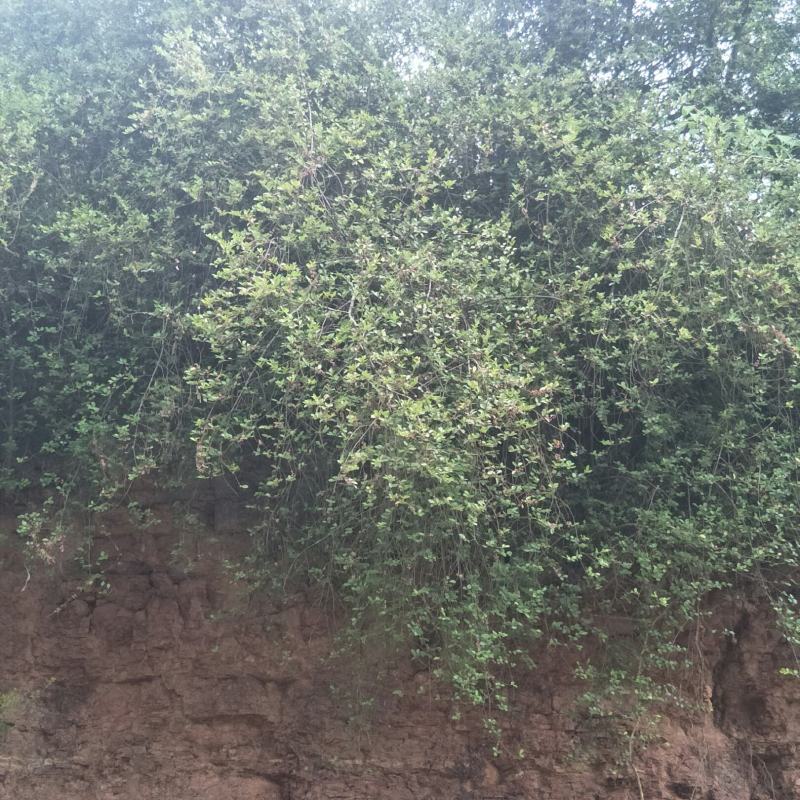 铁籽苗，四季常绿，可作盆景，绿篱！！！！！！！！！！！