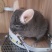 宠物龙猫