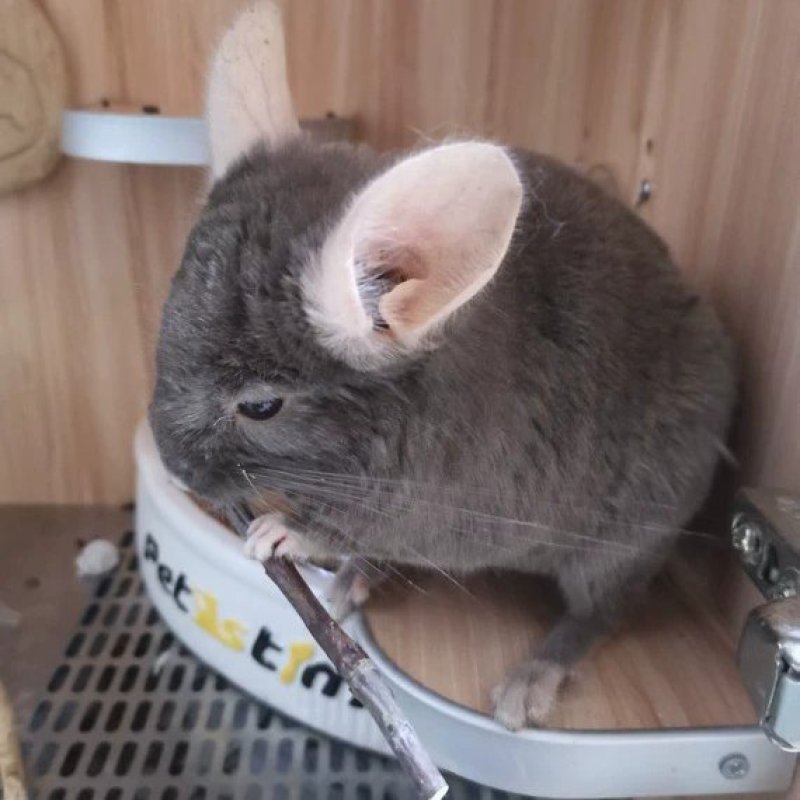 宠物龙猫