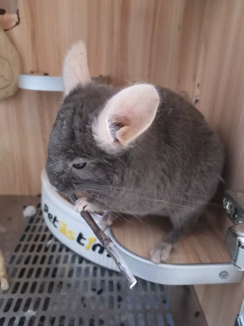 宠物龙猫