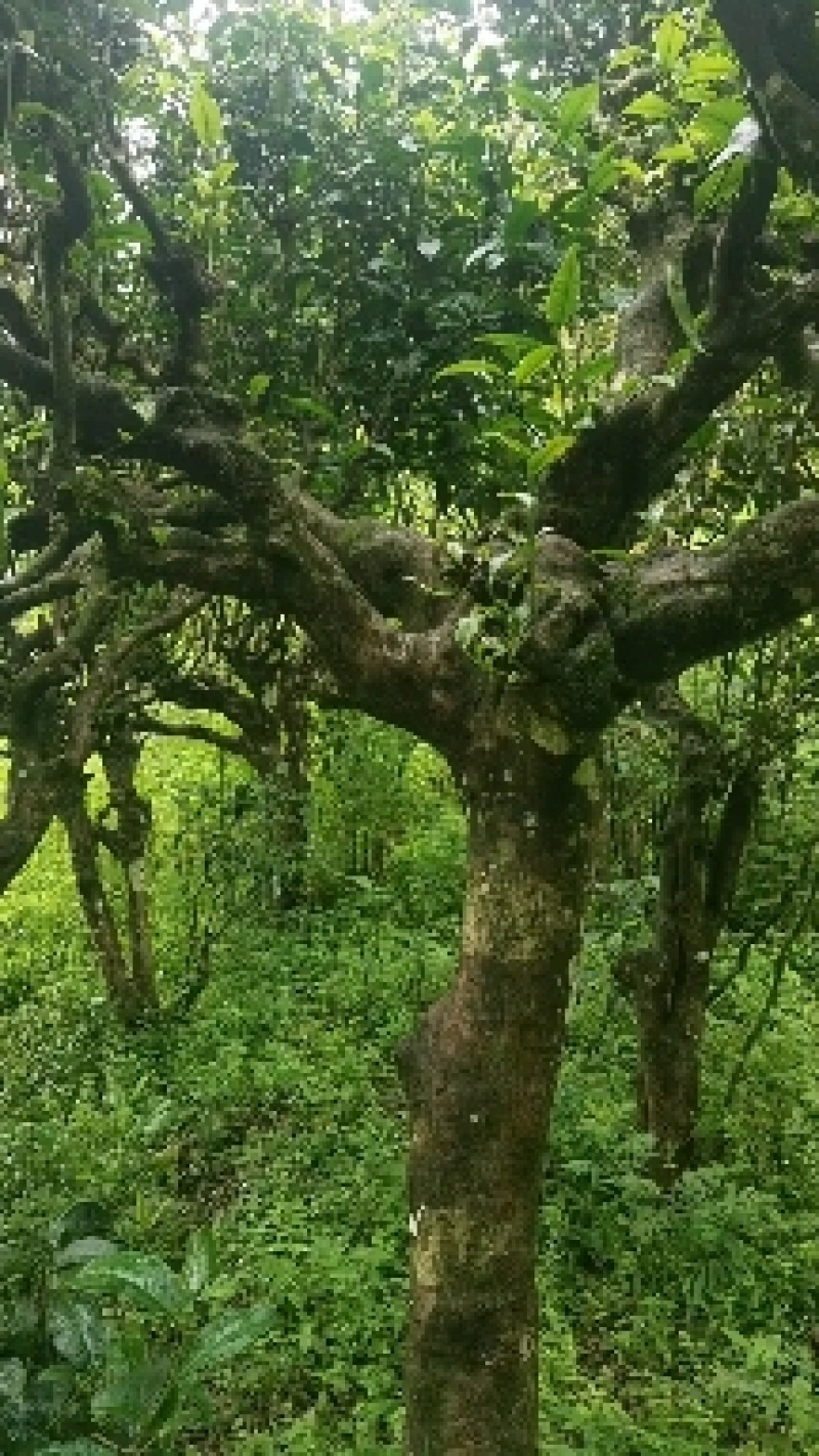 云南普洱墨江景星凤凰山古树生态茶