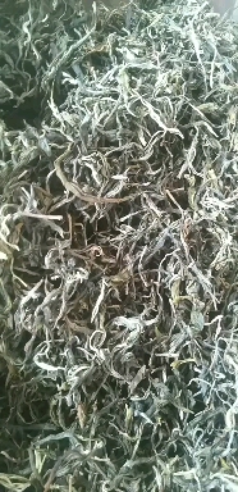 云南普洱墨江景星凤凰山古树生态茶
