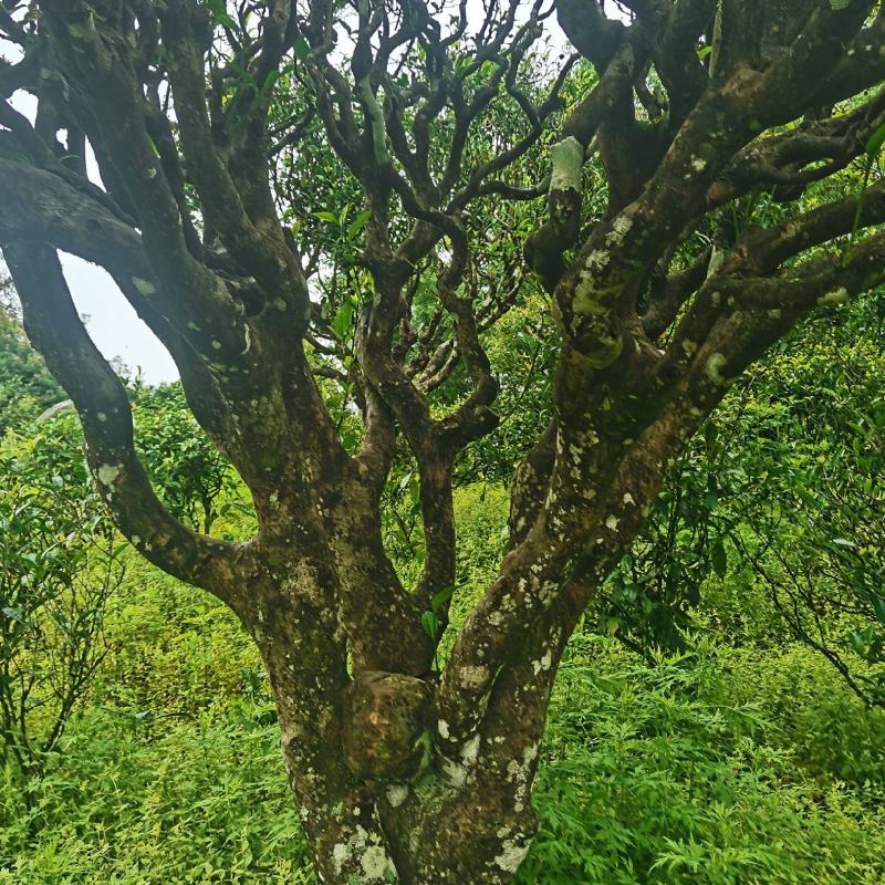 云南普洱墨江景星凤凰山古树生态茶