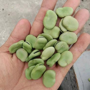 优质大青皮蚕豆，通鲜二号青皮蚕豆