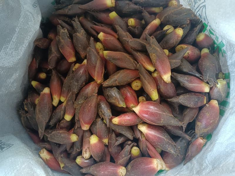 新鲜洋荷（基地种植，带泥发货）