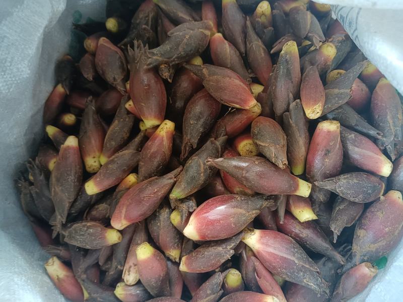 新鲜洋荷（基地种植，带泥发货）