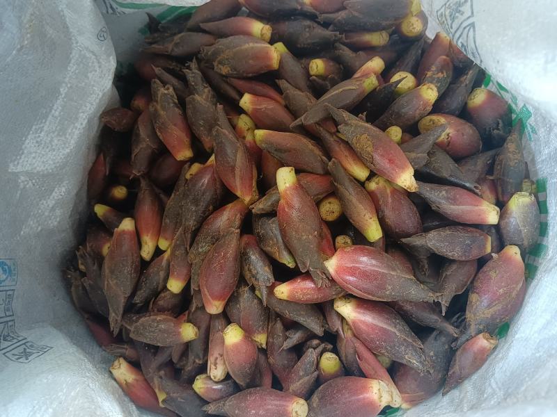 新鲜洋荷（基地种植，带泥发货）