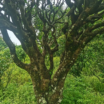 云南普洱墨江景星凤凰山古树生态茶