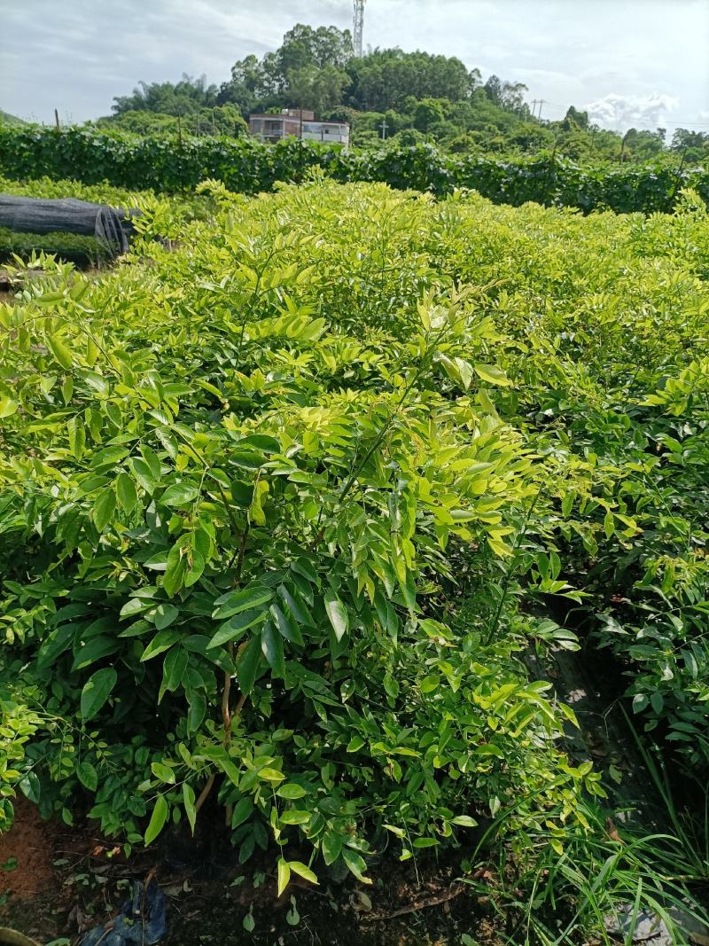海南黄花梨树苗