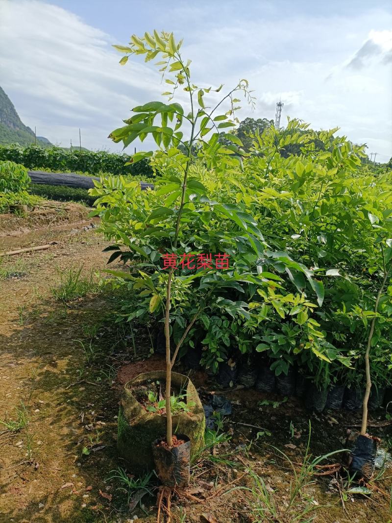 海南黄花梨树苗