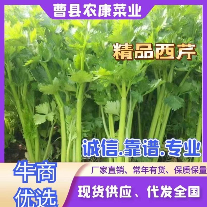 《优选》芹菜精品西芹可供商超，电商平台食堂单位原产地供货
