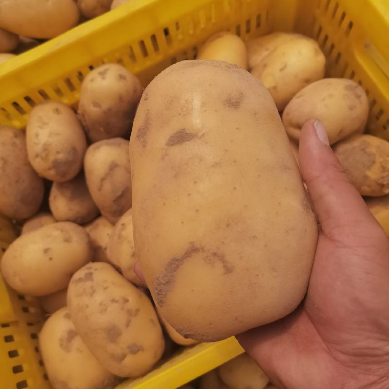陕西土豆，纯沙地货