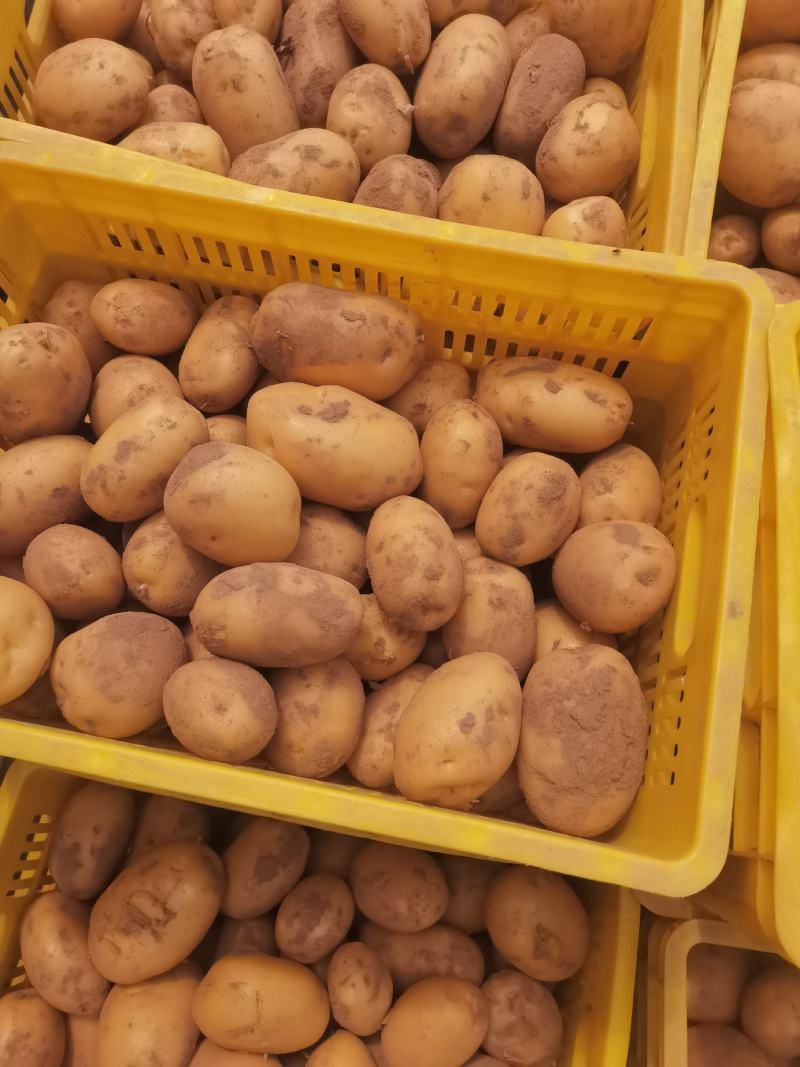 陕西土豆，纯沙地货