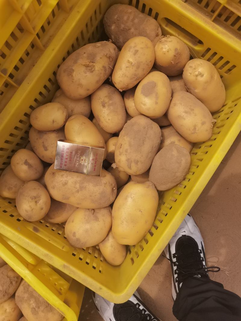 陕西土豆，纯沙地货