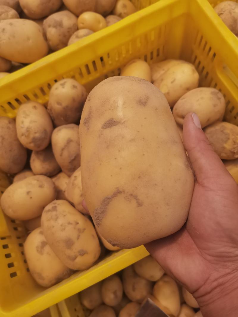 陕西土豆，纯沙地货