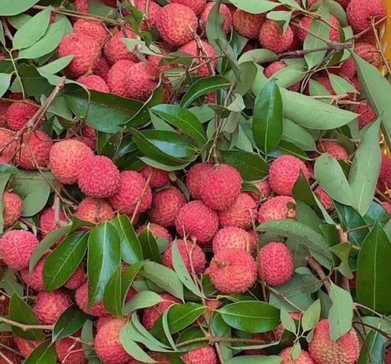 各种新鲜当季水果