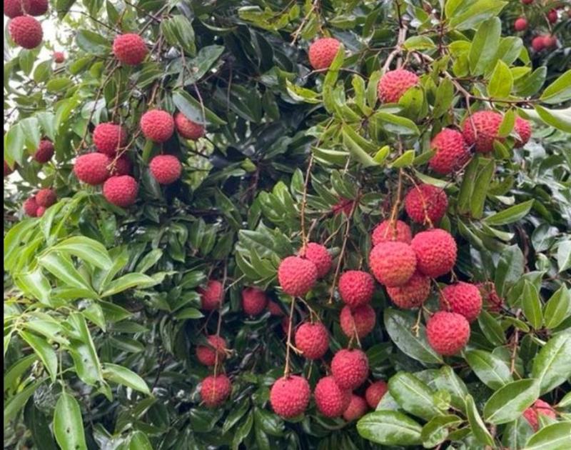 各种新鲜当季水果