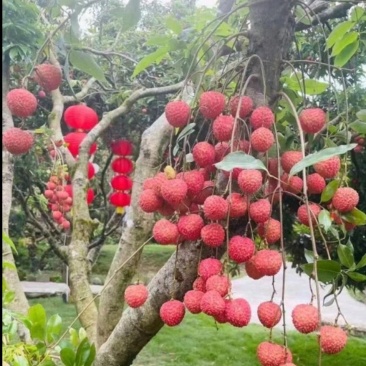 各种新鲜当季水果