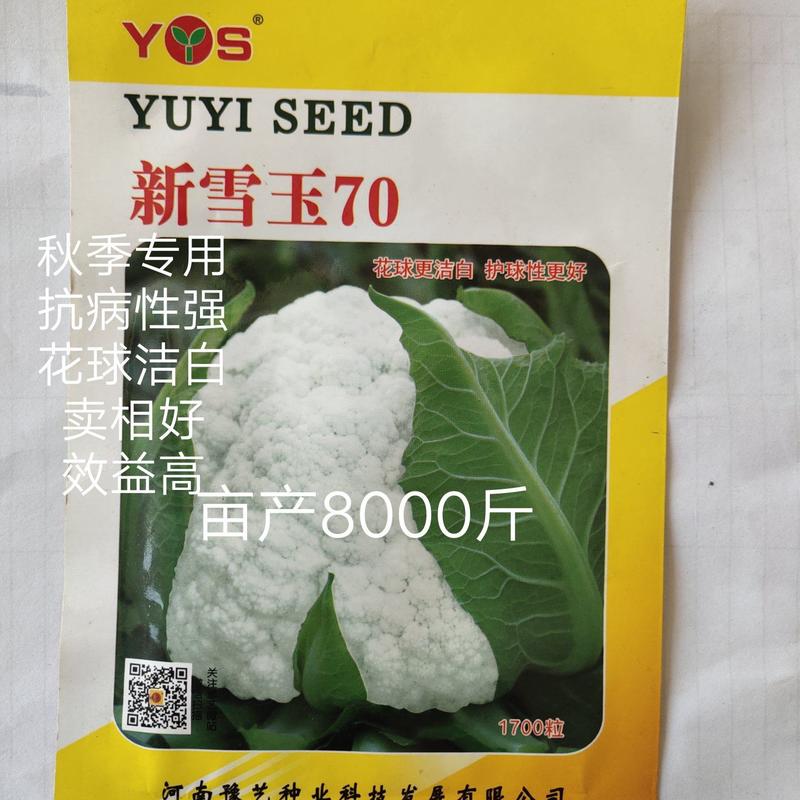 新雪王70花菜种子花球更白更厚实外叶包球其它高10%产