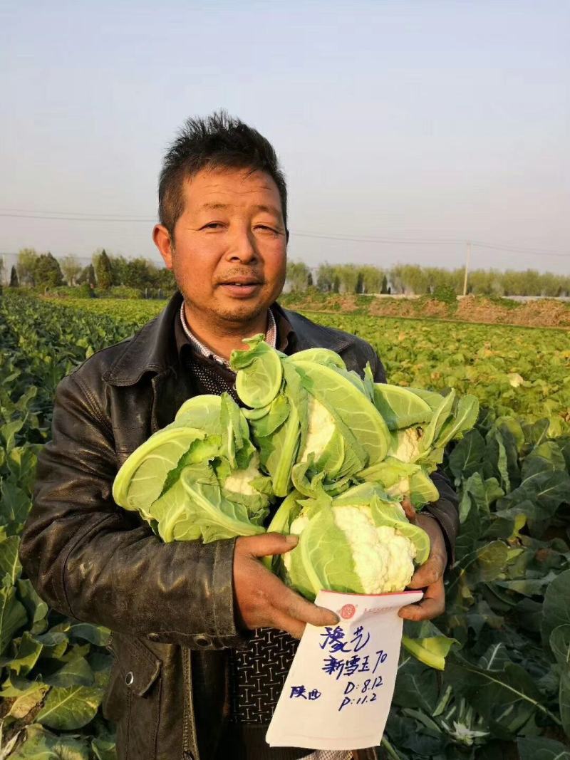 新雪王70花菜种子花球更白更厚实外叶包球其它高10%产