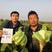 新雪王70花菜种子花球更白更厚实外叶包球其它高10%产