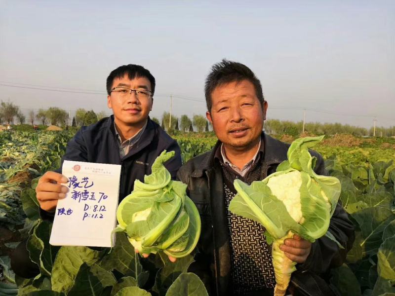 新雪王70花菜种子花球更白更厚实外叶包球其它高10%产