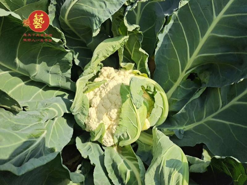 新雪王70花菜种子花球更白更厚实外叶包球其它高10%产