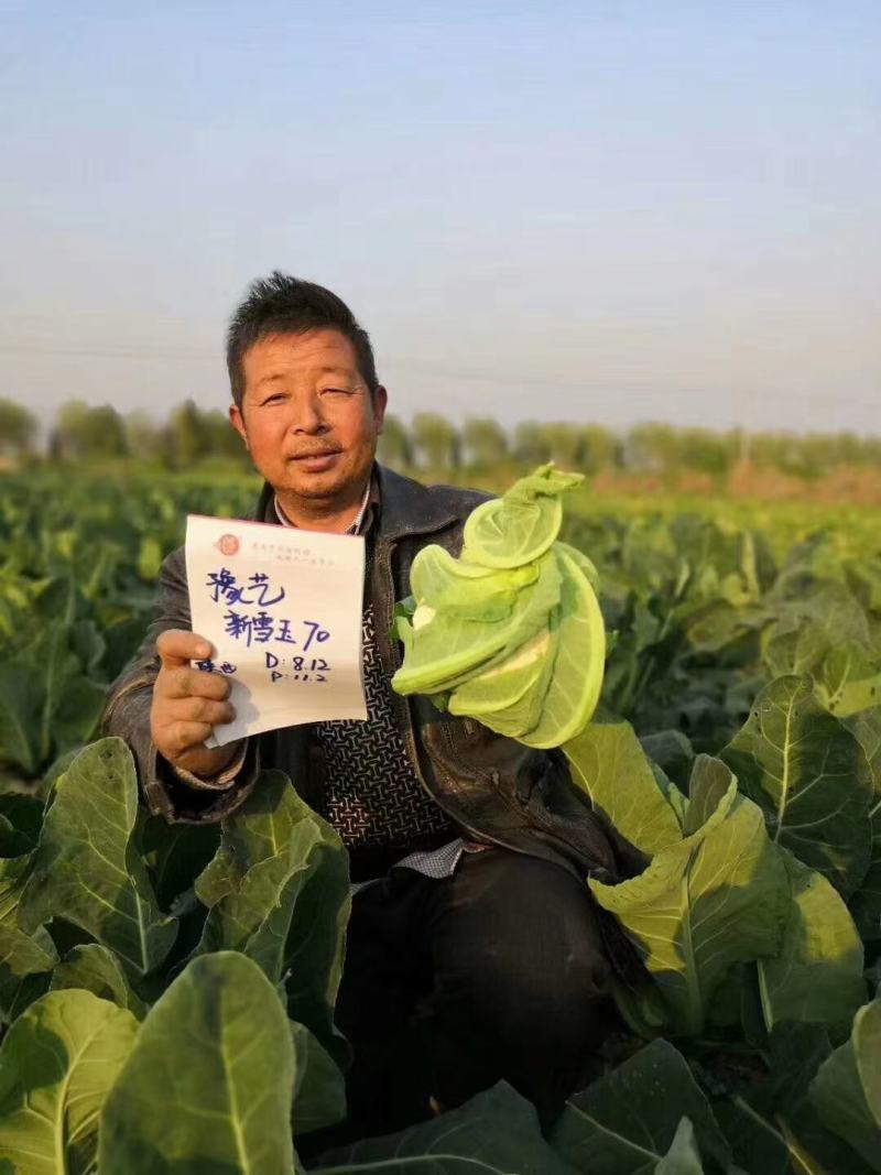 新雪王70花菜种子花球更白更厚实外叶包球其它高10%产