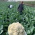 新雪王70花菜种子花球更白更厚实外叶包球其它高10%产