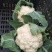 新雪王70花菜种子花球更白更厚实外叶包球其它高10%产