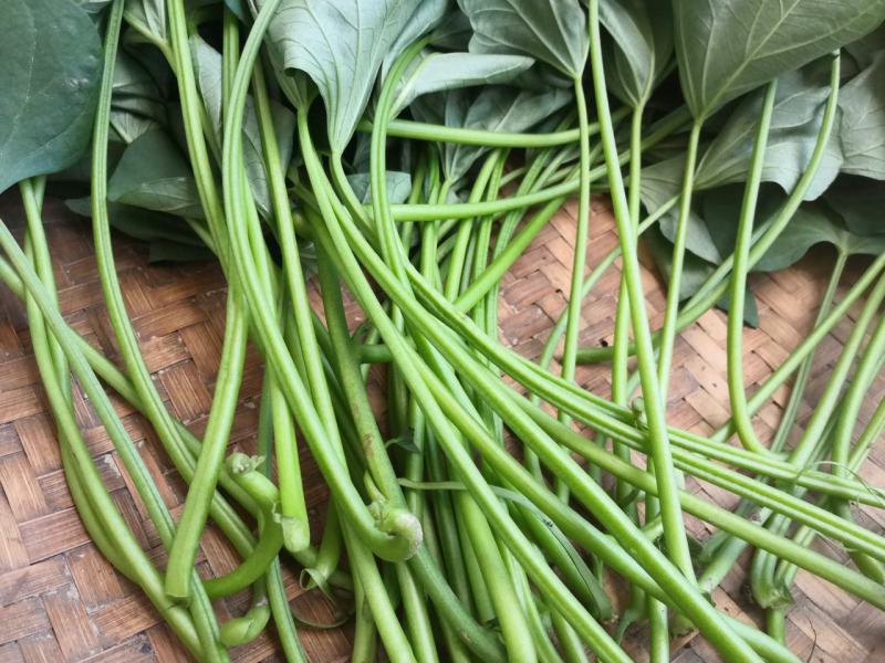 新鲜红薯杆茎叶均可食用要的现采百里之内免费送货上门