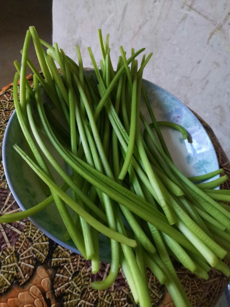 新鲜红薯杆茎叶均可食用要的现采百里之内免费送货上门