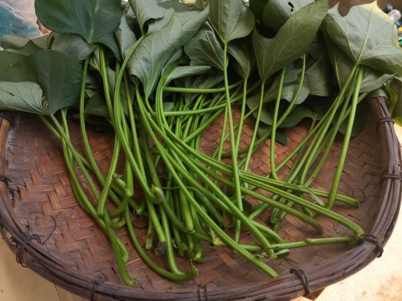 新鲜红薯杆茎叶均可食用要的现采百里之内免费送货上门